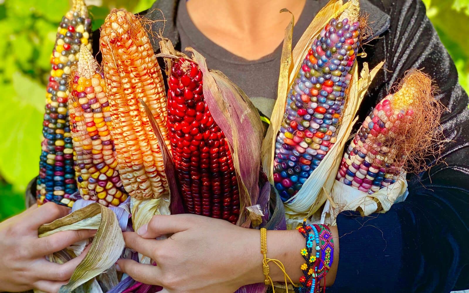 Observa cómo una persona sostiene en sus brazos una variedad impresionante de maíz, cada uno con su color y tamaño único, listo para ser utilizado en el proceso de Nixtamalización.